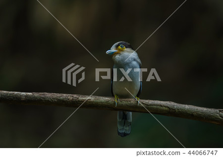 Silver-breasted Broadbill on tree branch 44066747