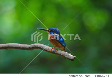 Blue-eared Kingfisher (Alcedo meninting) 44066751