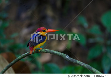 Black backed Kingfisher, Oriental Dwarf Kingfisher 44066752