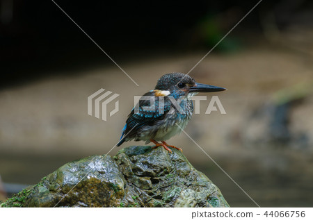 Blue-banded kingfisher (Alcedo euryzona) 44066756