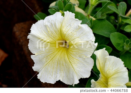 Yellow petunia blooming in Mitaka Nakahara 44066788