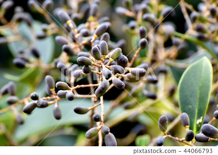 Mochimochi成為三鷹中原 44066793