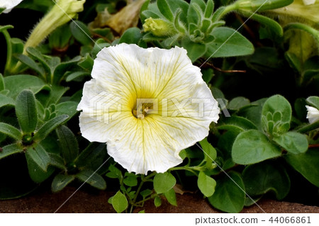 Yellow petunia blooming in Mitaka Nakahara 44066861
