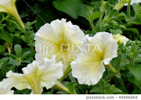 Yellow petunia blooming in Mitaka Nakahara 44066868