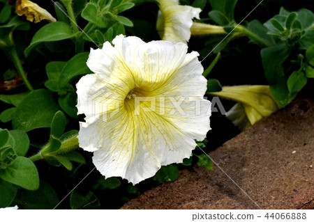 Yellow petunia blooming in Mitaka Nakahara 44066888