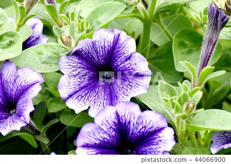 Purple Petunia that blooms in Mitaka Nakahara 44066900