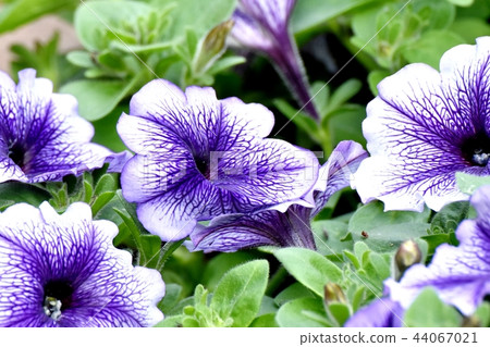 Purple Petunia that blooms in Mitaka Nakahara 44067021