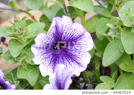 Purple Petunia that blooms in Mitaka Nakahara Purple Petunia that blooms in Mitaka Nakahara 44067024
