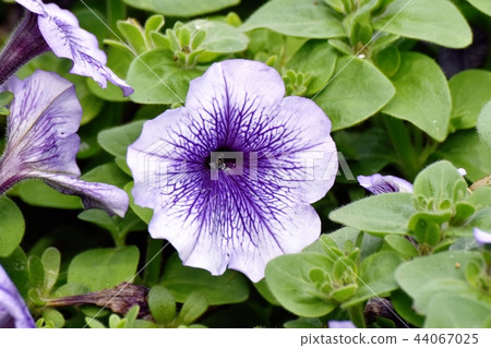 Purple Petunia that blooms in Mitaka Nakahara Purple Petunia that blooms in Mitaka Nakahara 44067025