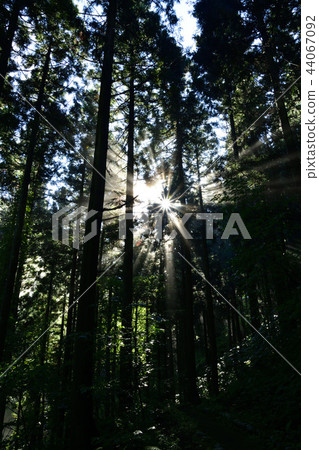 朝陽 朝陽 44067092