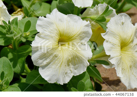 Yellow petunia blooming in Mitaka Nakahara 44067138