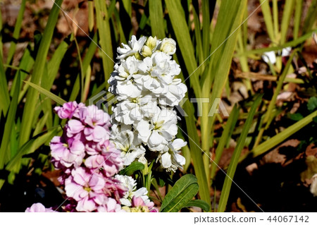 White stock blooming in Mitaka Nakahara 44067142