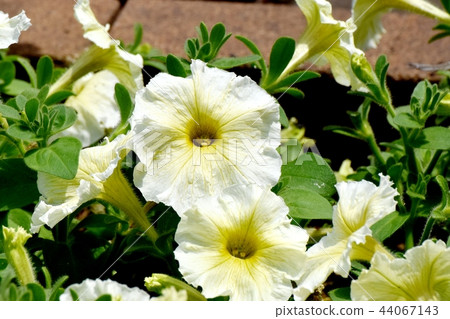 Yellow petunia blooming in Mitaka Nakahara Yellow petunia blooming in Mitaka Nakahara 44067143