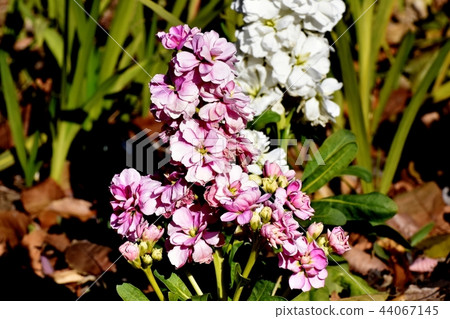 開花在三鷹中原的桃紅色和白色股票 44067145