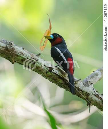 Black-and-Red broadbill on a branch 44067159