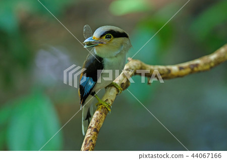 Silver-breasted Broadbill on tree branch 44067166