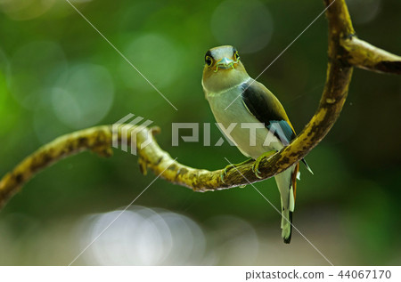 Silver-breasted Broadbill on tree branch 44067170