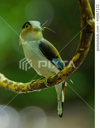 Silver-breasted Broadbill on tree branch 44067172