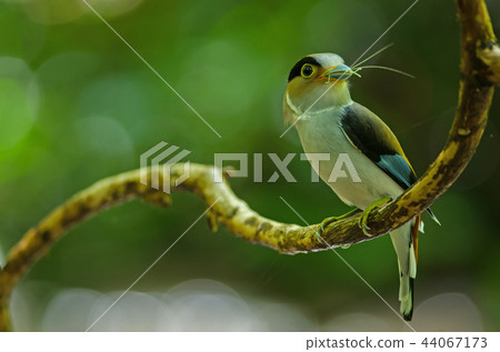 Silver-breasted Broadbill on tree branch 44067173
