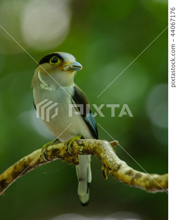 Silver-breasted Broadbill on tree branch 44067176