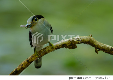 Silver-breasted Broadbill on tree branch 44067178
