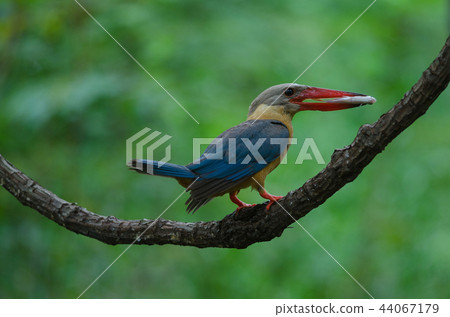 Stork-billed Kingfisher bird perching on a branch 44067179