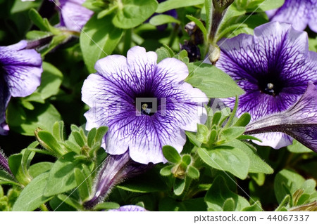 Purple Petunia that blooms in Mitaka Nakahara 44067337