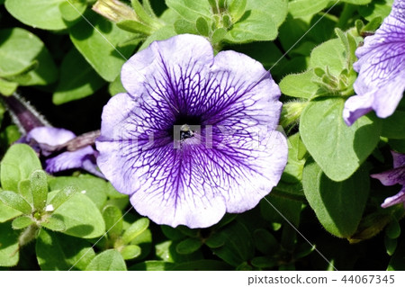 在三鷹中原開花的紫色矮牽牛 在三鷹中原開花的紫色矮牽牛 44067345