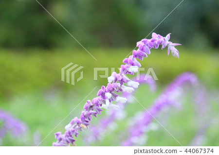 Early autumn park salvia leucans flowers 44067374