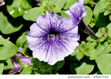 Purple Petunia that blooms in Mitaka Nakahara 44067420