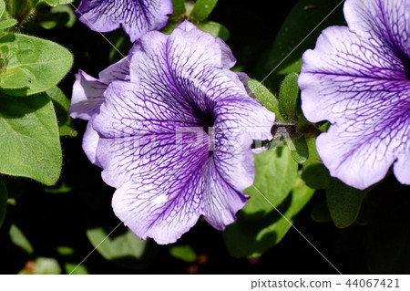 Purple Petunia that blooms in Mitaka Nakahara 44067421