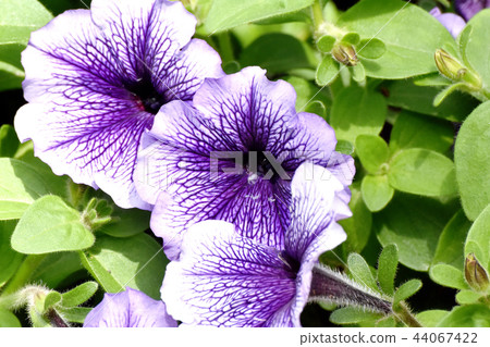 Purple Petunia that blooms in Mitaka Nakahara 44067422
