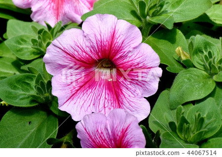 Pink Petunia blooming in Mitaka Nakahara 44067514