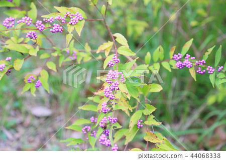 Fruit of the early autumn park Fruit of the early autumn park 44068338