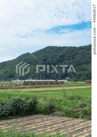 Rural landscape early autumn 44068617