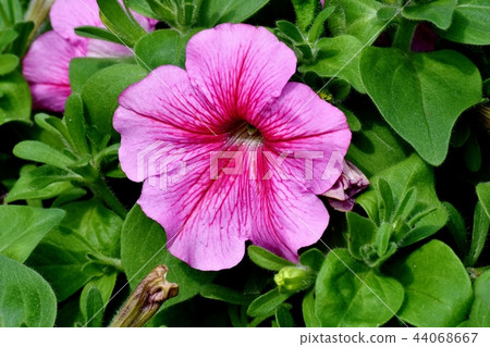 Pink Petunia blooming in Mitaka Nakahara 44068667