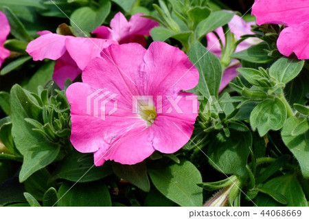 Pink Petunia blooming in Mitaka Nakahara 44068669