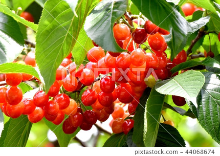 Cherry tree fruits that will be Mitaka Nakahara Cherry tree fruits that will be Mitaka Nakahara 44068674