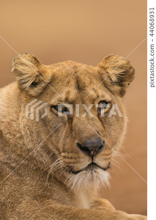 Portrait of a female lion starring. Portrait of a female lion starring. 44068931