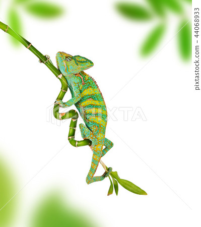 Veiled chameleon (chamaeleo calyptratus) close-up. Veiled chameleon (chamaeleo calyptratus) close-up. 44068933