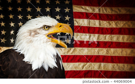 Bald Eagle with American flag. 44069004