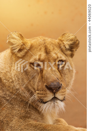 Portrait of a female lion starring. 44069020