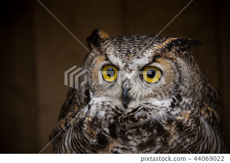 Eagle Owl is sitting on the tree stump. Eagle Owl is sitting on the tree stump. 44069022