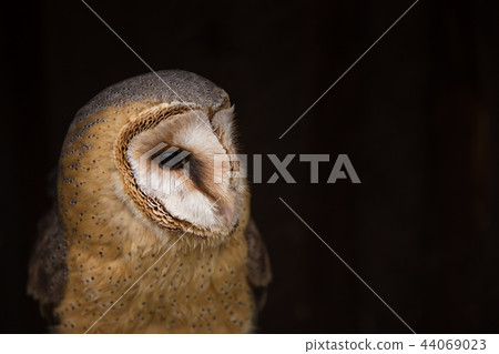 A beautiful barn owl, close-up. A beautiful barn owl, close-up. 44069023