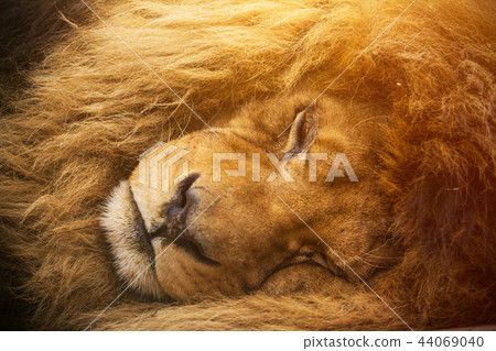 Portrait of a male lion resting. Portrait of a male lion resting. 44069040
