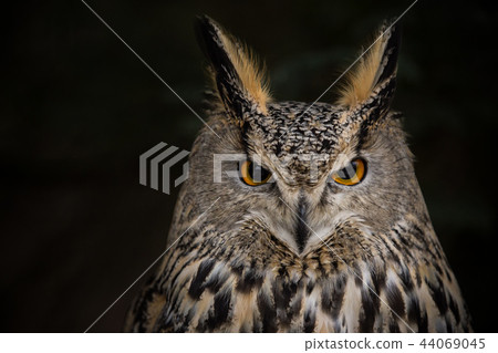 A Long-eared Owl (Asio otus) portrait with dark background. 44069045