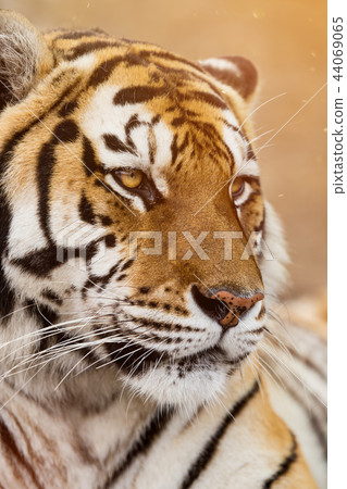 Close up of a Siberian tiger (Panthera tigris altaica). 44069065