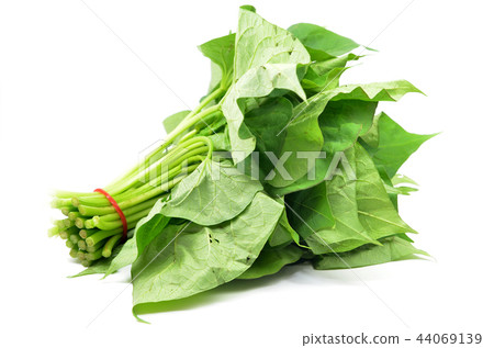 Bunch of sweet potatos leaves 44069139