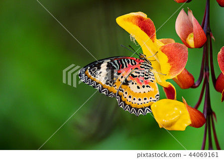 Monarch butterfly (Danaus plexippus) on thunbergia mysorensis. Monarch butterfly (Danaus plexippus) on thunbergia mysorensis. 44069161