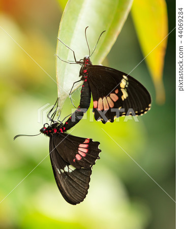 Butterfly Heliconius Hacale zuleikas mating in nature habitat. Butterfly Heliconius Hacale zuleikas mating in nature habitat. 44069284